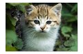 Tiere M 01